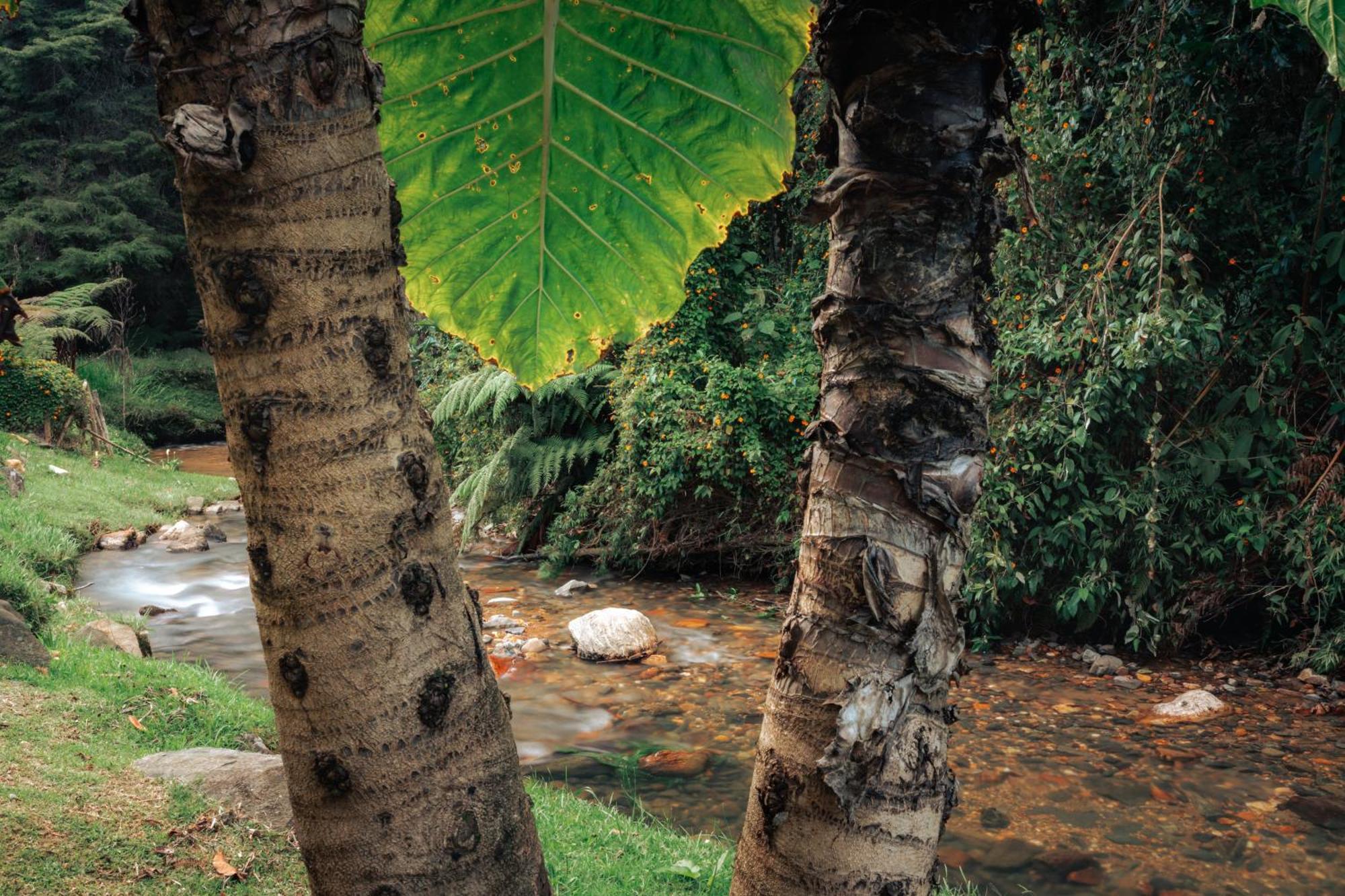 Bubblesky Glamping 15 Min From Medellin 4* Rionegro